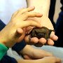 Přednáška o netopýrech Akocentra Nyctalus